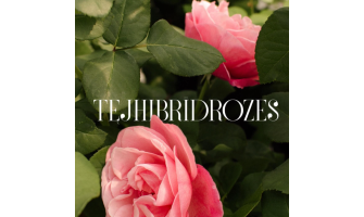 Ar ko tik īpašas tējhibrīdrozes?